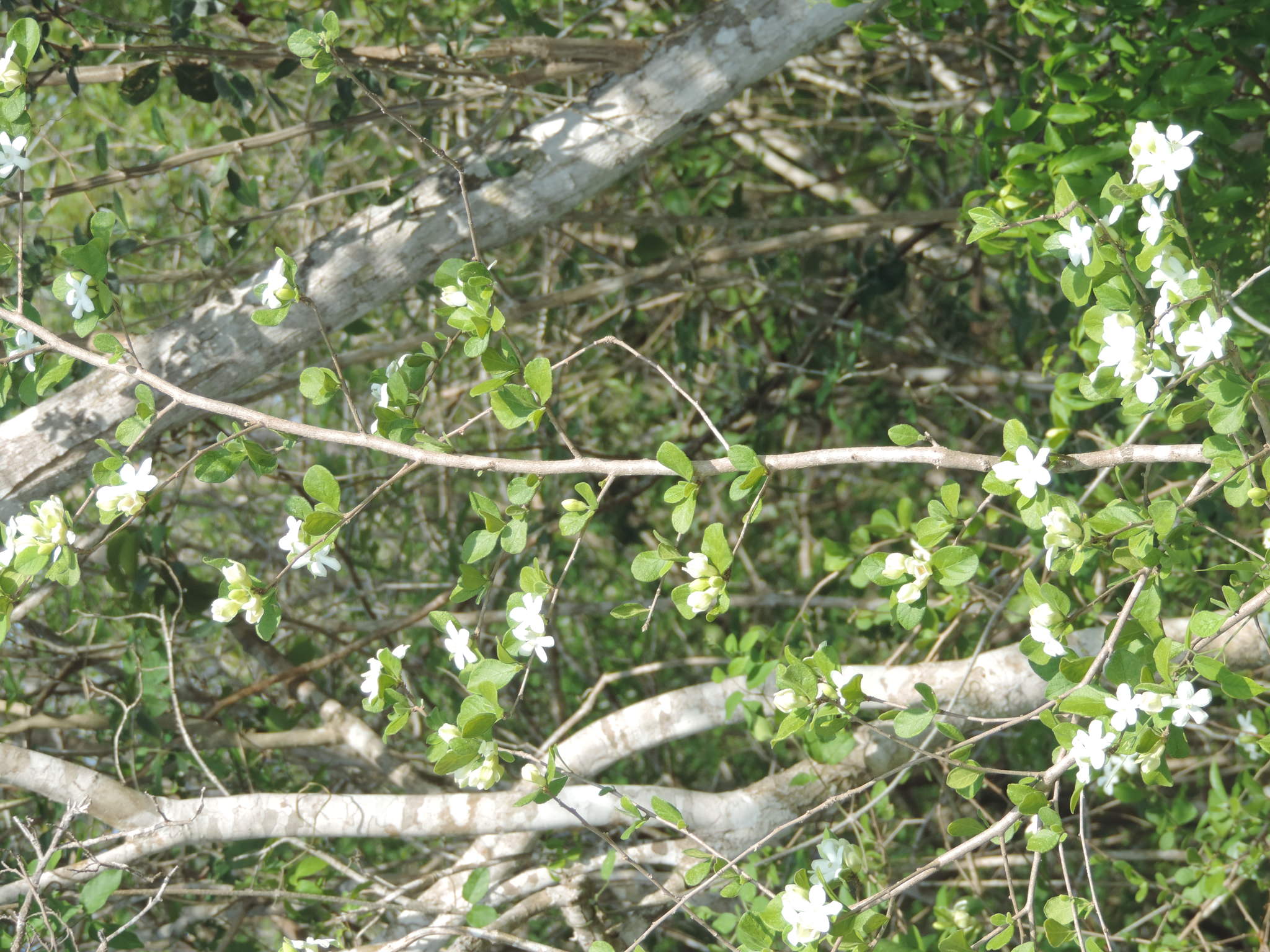 Samyda yucatanensis